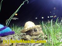 /home//u458753944/public_html/sourcegallery//Roxborough Toad Detour/2013-2019/2017/P4030686.JPG